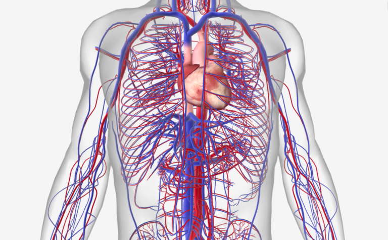 cardiovascular-system-e-paperplanes