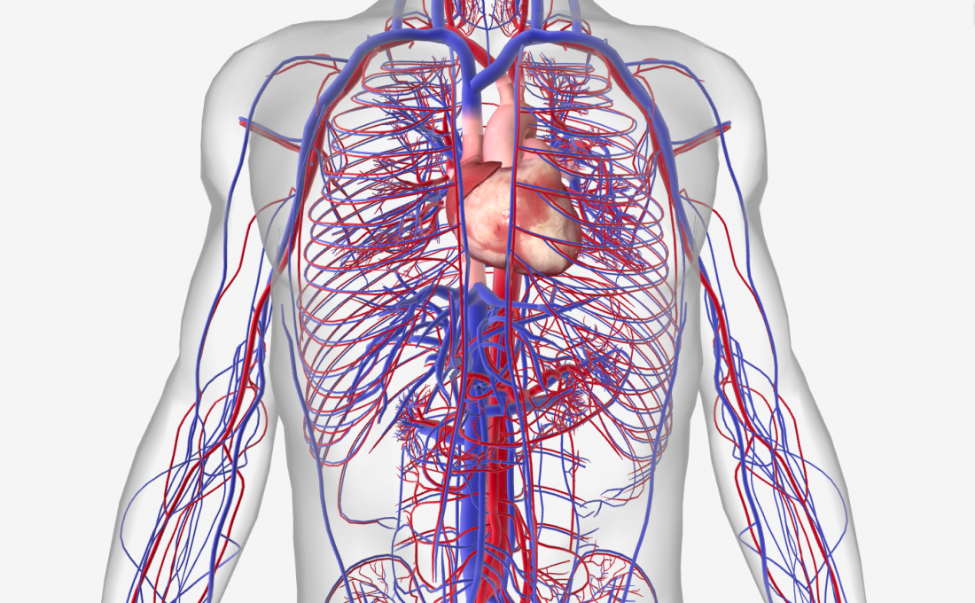 Cardiovascular System E Paperplanes