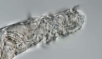 Rotifers may be tougher than tardigrades