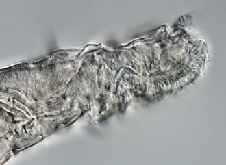 Rotifers may be tougher than tardigrades